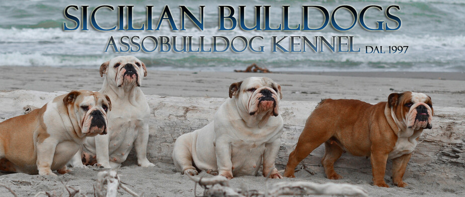 Assobulldog Kennel Allevamento Assobulldog Di Antonino Calleri