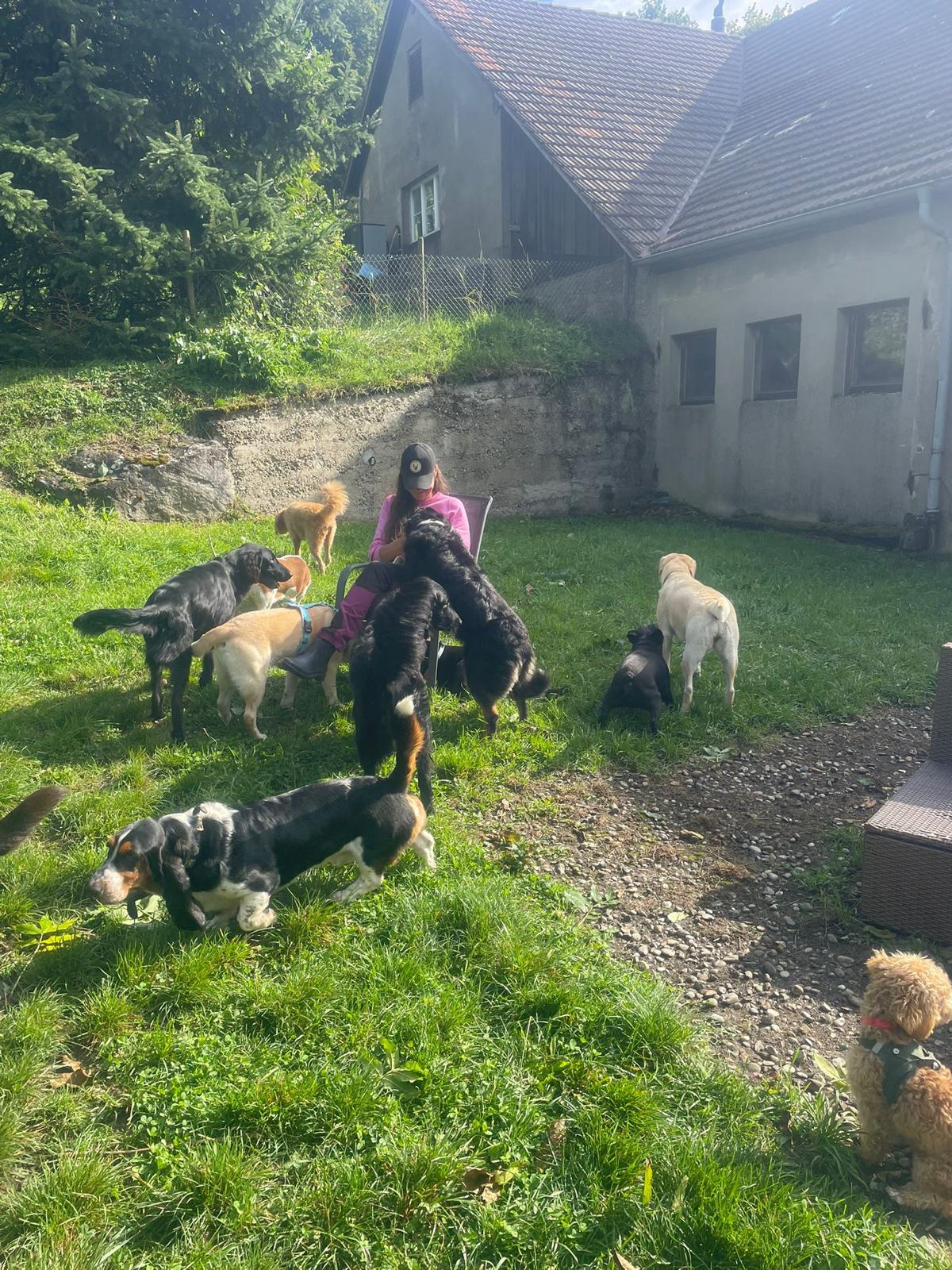 Hunde im Garten beim Freilauf