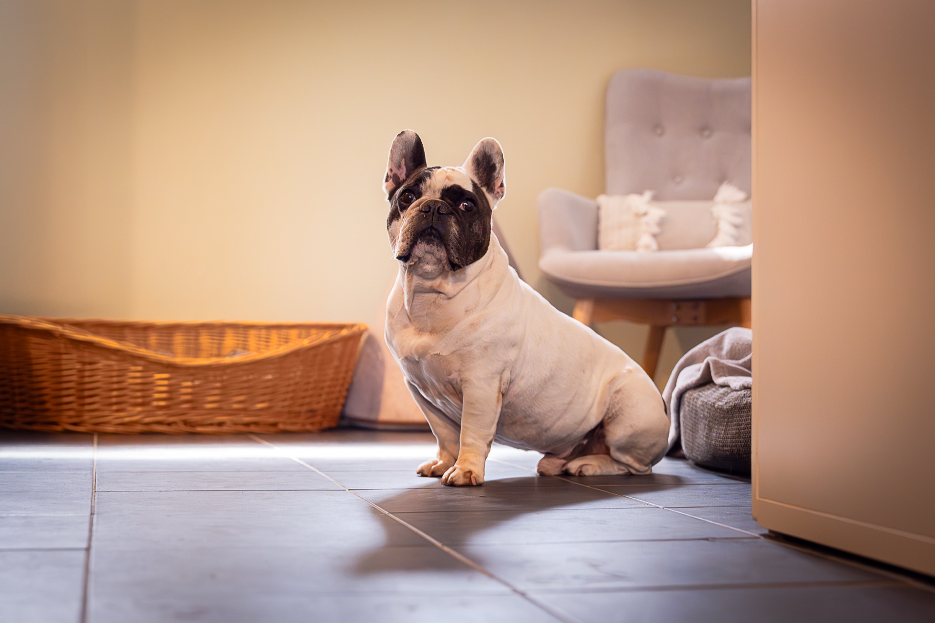 Ferienbetreuung Hunde Zürichsee