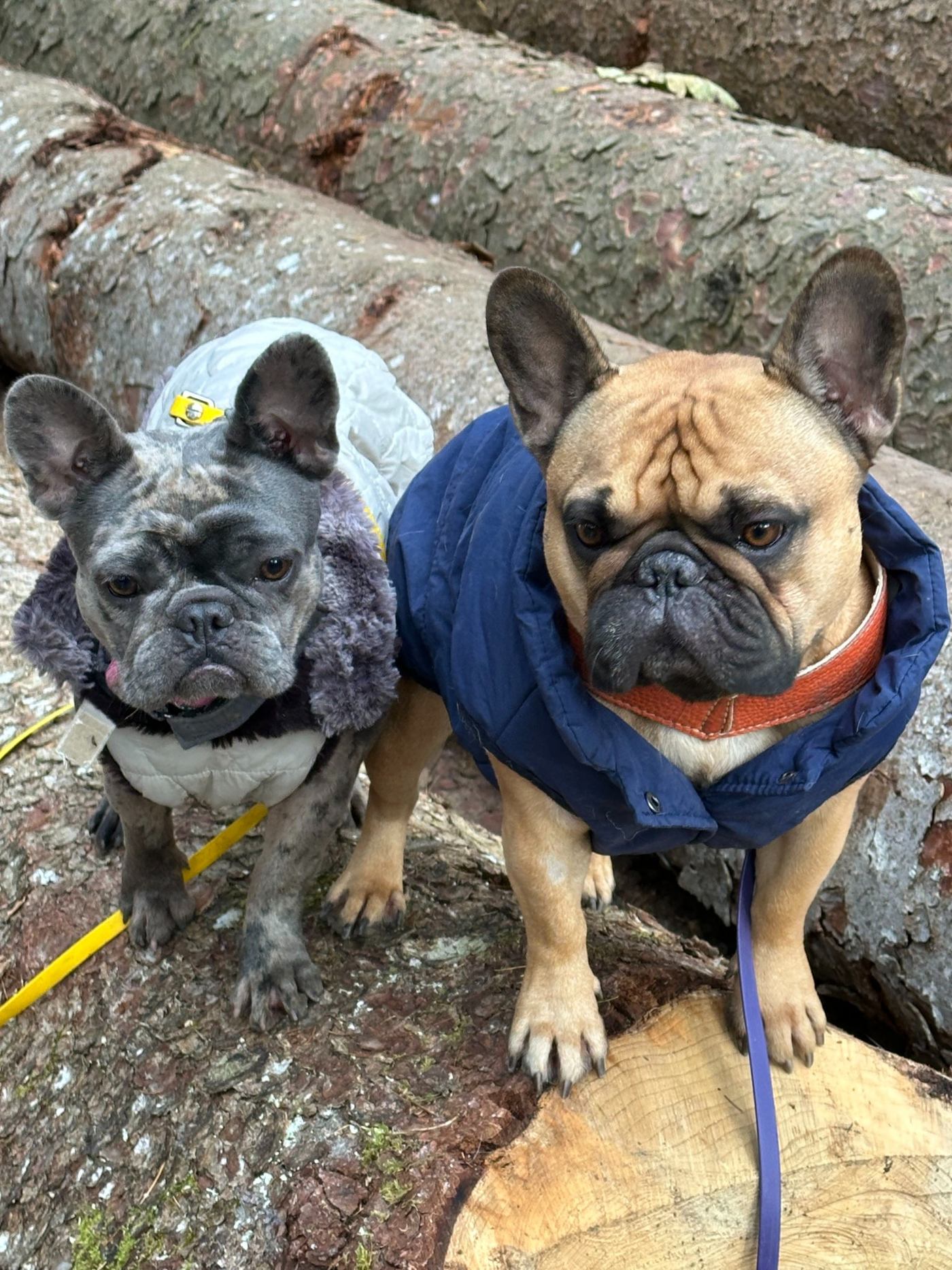 Zwei Bulldoggen im Wald