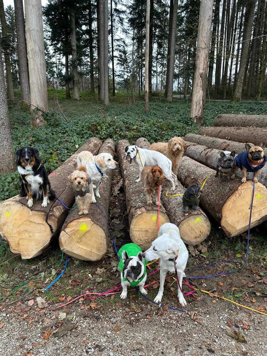 Hundegruppe auf Baumstämmen