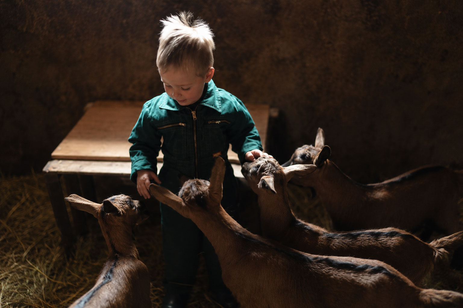 Swiss mountain childhood with goats in a traditional alpine barn near Interlaken