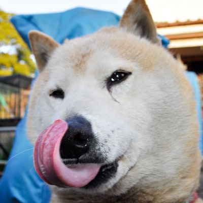 お気に入りのワンショット 柴犬"
