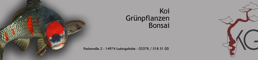 Aragoke Chagoi Eine Koi Neuheit Koi Grunpflanzen Bonsai Kgb In Ludwigsfelde Bei Berlin