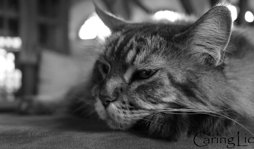 Links Maine Coon Zucht Aus Niedersachsen