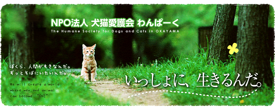 活動報告 犬猫愛護会わんぱーく 岡山 譲渡会 里親 ボランティア