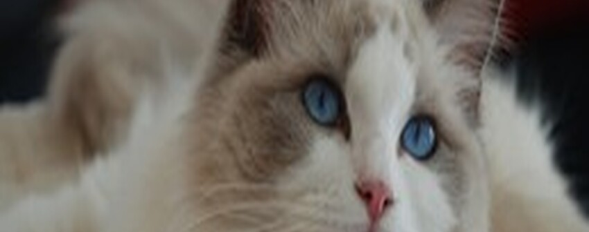 Ragdollzüchter,Ragdoll-Katzen, Ragdoll Zucht - ragdoll -Katzen Schweiz