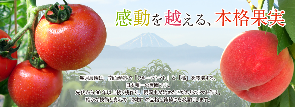 山梨県の望月農園-フルーツトマトと桃の望月農園