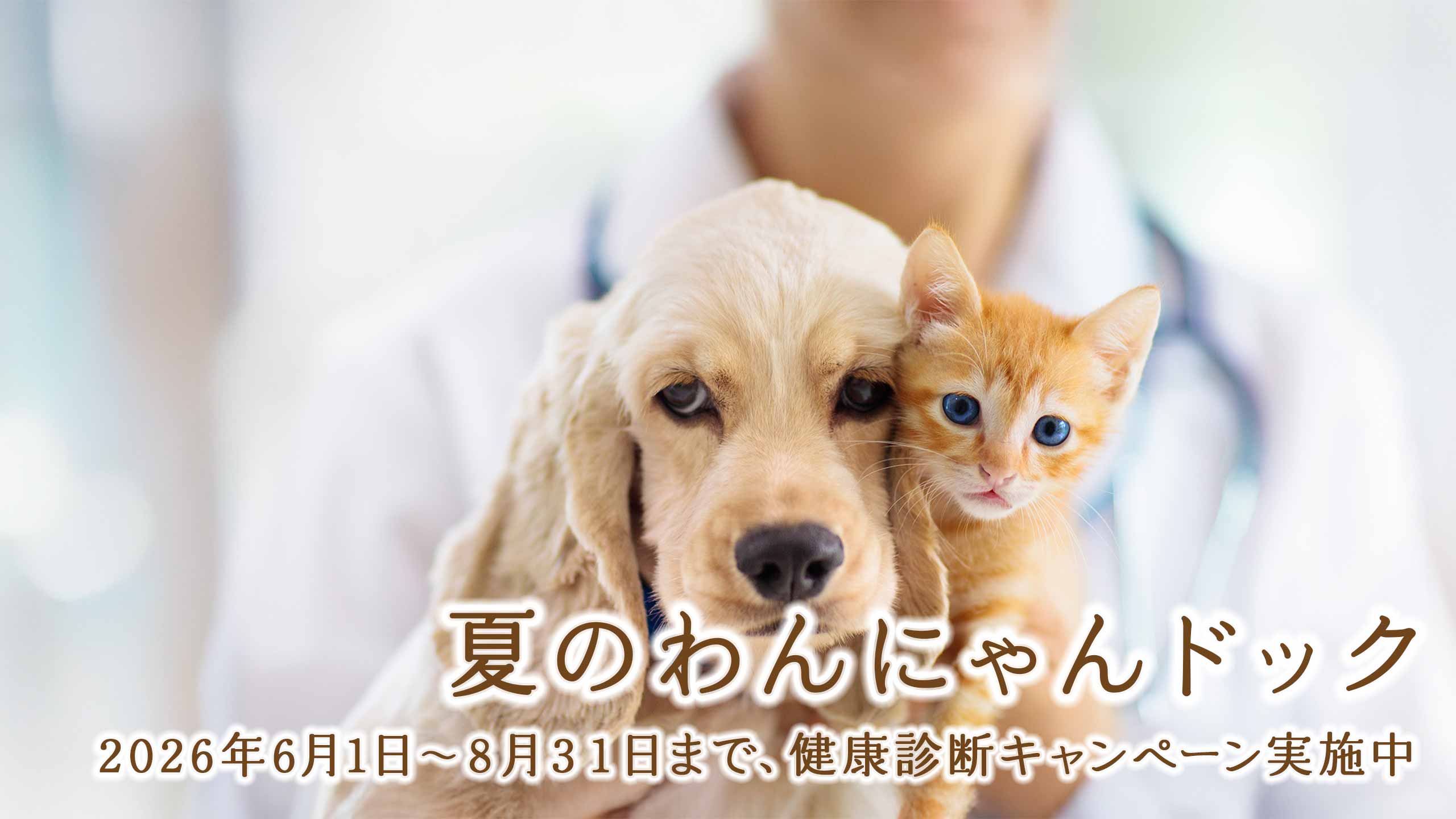 夏のわんにゃんドックキャンペーン　2026年6月1日〜8月31日
