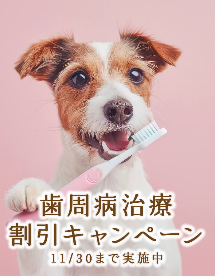 歯周病治療割引キャンペーン　11月30日まで実施中