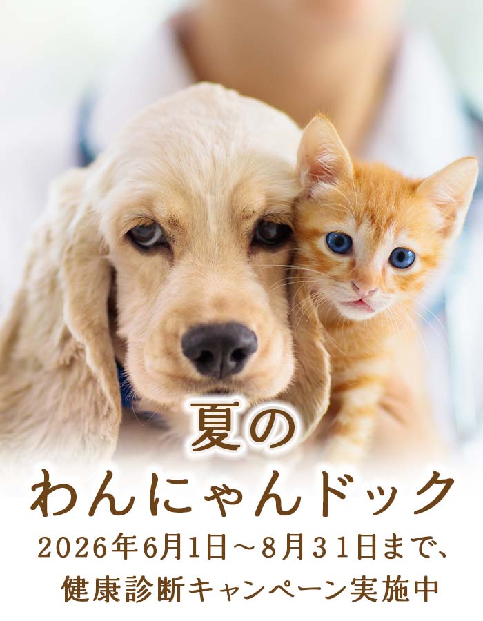 夏のわんにゃんドックキャンペーン　2026年6月1日〜8月31日