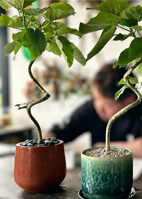 お花の写真5