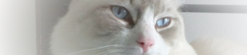 Home Corsaro Blu Allevamento Gatti Razza Ragdoll