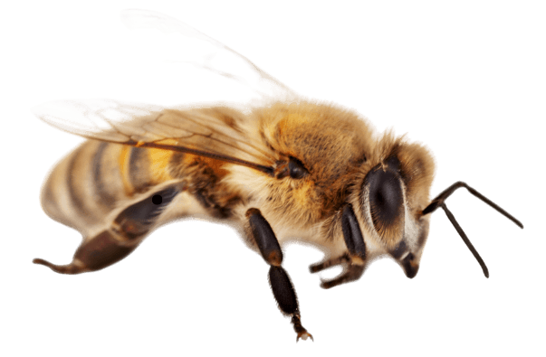 ミツバチの画像