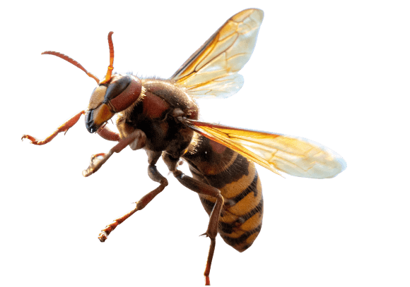 スズメバチの画像