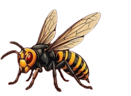 蜂の画像