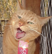 ジュリ