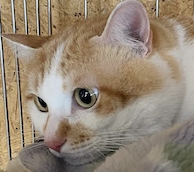 ヨシヨシ