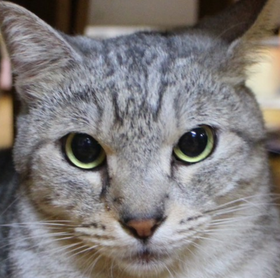 シロ