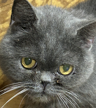 YUKI