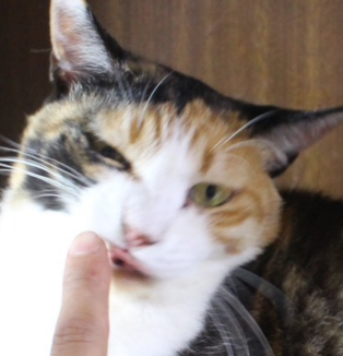 ミー