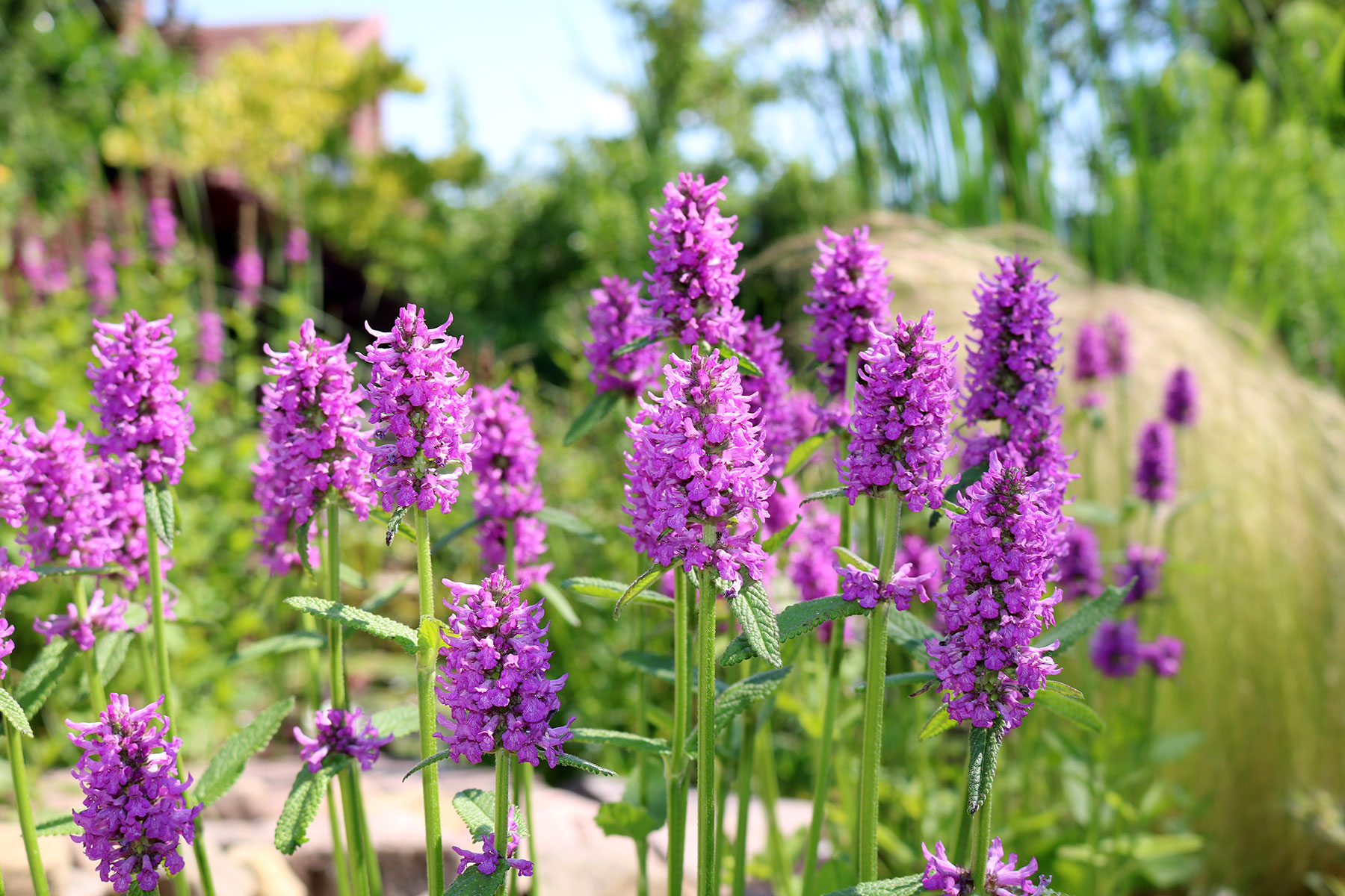 Gartensanierer