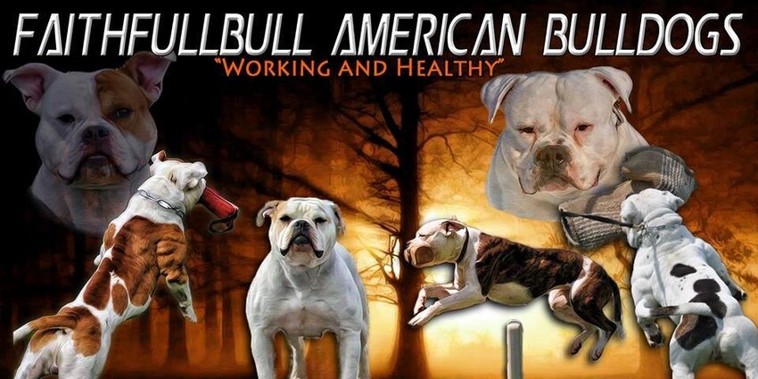 Faithfullbull Kennel Faithfullbull Bulldog Americain American Bulldog Faithfullbull Kennel Faithfullbull Bulldog Americain American Bulldog