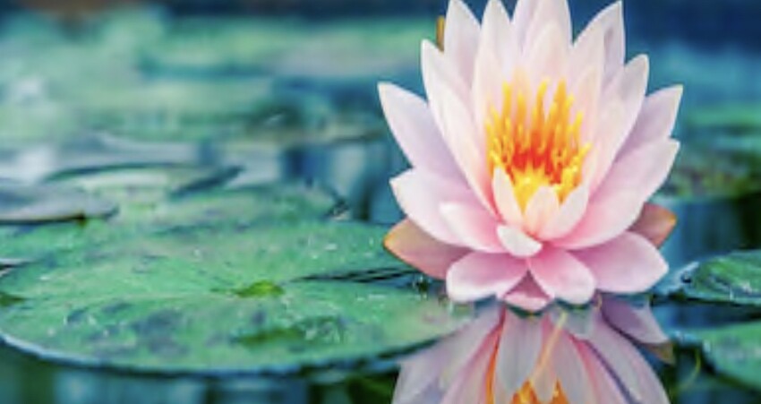 彩色チャイナペインティング倶楽部公式HP - 絵付け工房ブラウバウム