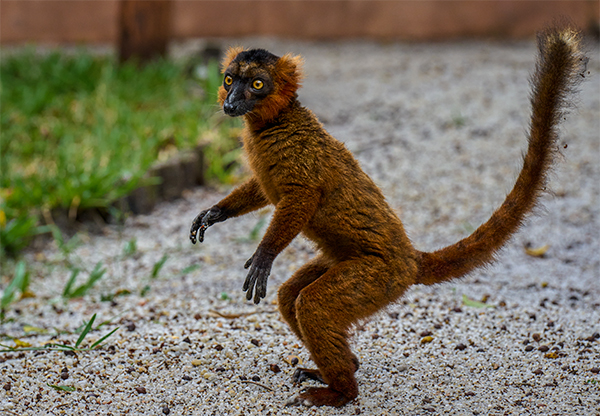 Ein neugieriger Lemur