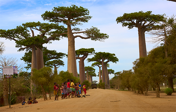Eine Baobab Allee