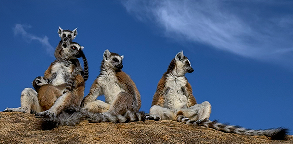 4 Cattas auf einem Aussichtspunkt