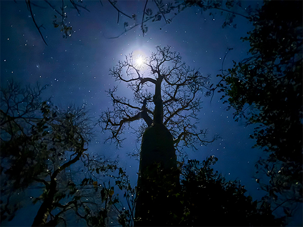 Ein Baobab unter dem Sternenhimmel