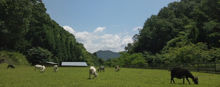 岡山県北にある小さなミニヤギ牧場 さーちゃんミニヤギ牧場