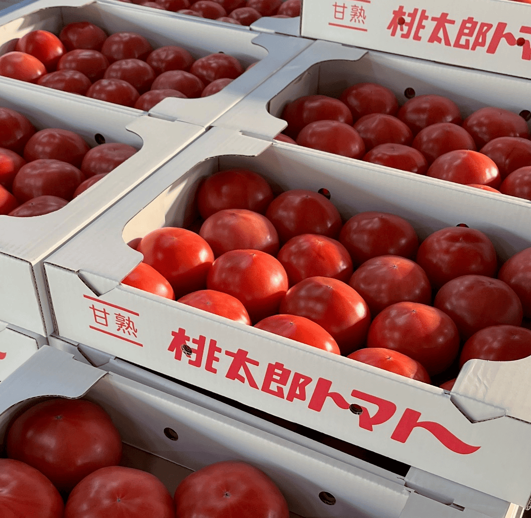 サンプル画像
