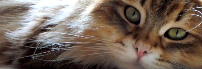 Gatti Da Adottare Allevamento Del Gatto Siberiano In Italia