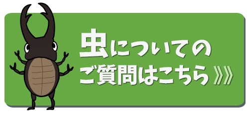虫についてのご質問はこちら