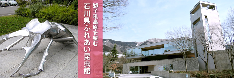石川県ふれあい昆虫館