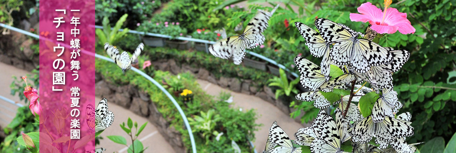 チョウの園