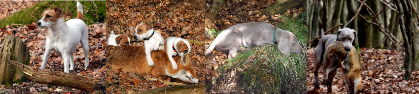 Aktuelles Parson Russell Terrier und Weimaraner vom Aktuelles von Welpen vom Schindwald Parson Russell