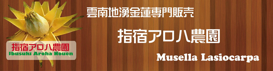 ○地湧金蓮「チユウキンレン」とは？ - 地湧金蓮（チユウキンレン）の