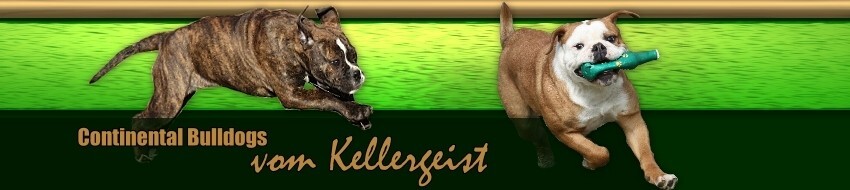 Continental Bulldog Zucht Und Continental Bulldog Welpen Vom Kellergeist Aus Muhlenbeck Bei Berlin Continental Bulldog Welpen Und Zucht Vom Kellergeist