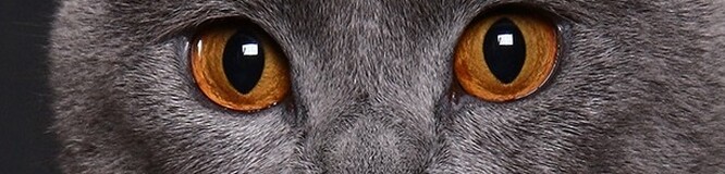 Il Gatto Certosino Allevamento Amatoriale Del Gatto Certosino