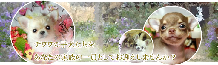 チワワの子犬たちをあなたの家族に一員としてお迎えしませんか?