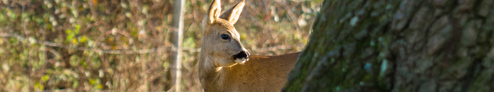 Vous aider à entretenir votre bien forestier